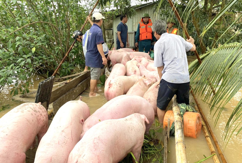 “Người trong vùng lũ có thể bị ướt nhưng lợn gà thì phải khô”