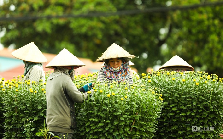 Làng hoa Bốt Đỏ tấp nập vào Xuân