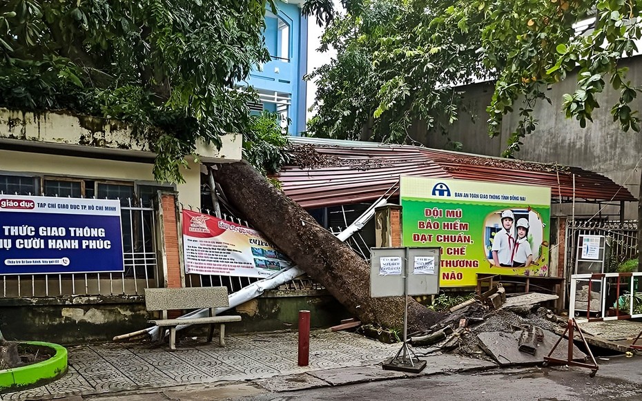 Đồng Nai: Cây xanh bật gốc đè lên phòng bảo vệ trường học