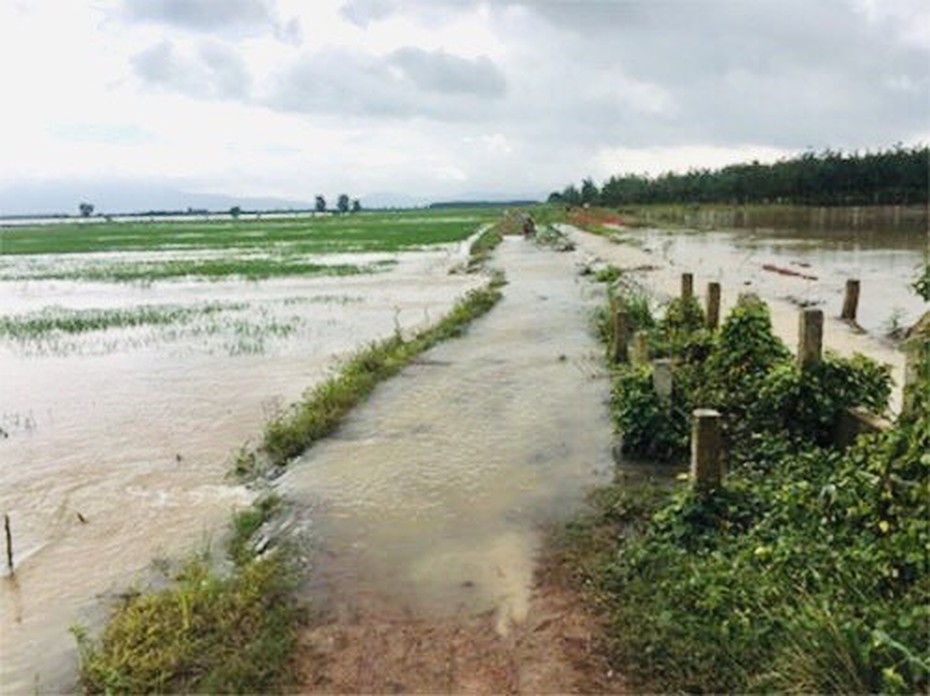 Bình Thuận: Ảnh hưởng bão, ngập lụt hơn 500ha lúa, thiệt hại hơn 4 tỷ đồng