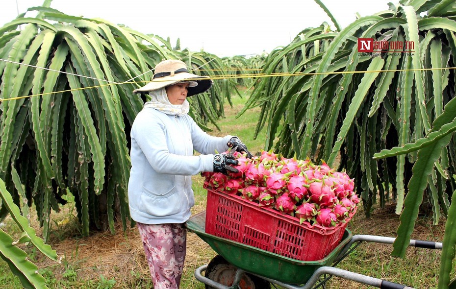 Bình Thuận “cầu cứu” Bộ Công Thương hỗ trợ tiêu thụ hơn 236.000 tấn thanh long