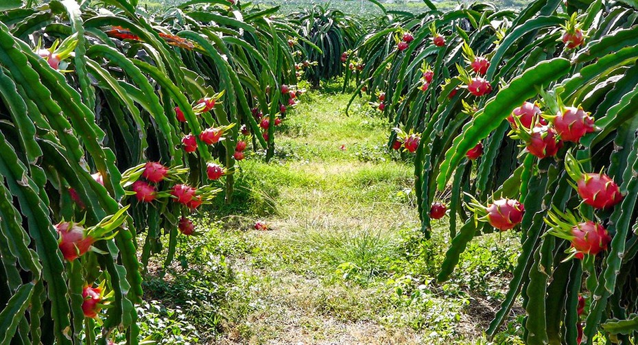 Bình Thuận: Đi mua thanh long sẵn tiện hiếp dâm, chiếm đoạt tài sản