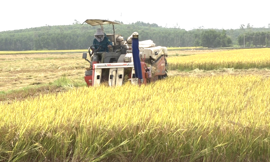 Quảng Nam đề xuất chuyển 362ha đất trồng lúa, đất rừng làm dự án