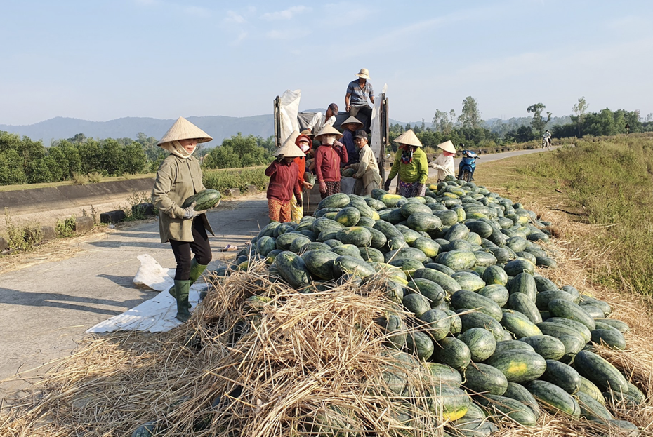 Quảng Nam thu hút đầu tư chợ đầu mối nông súc sản hơn 100ha