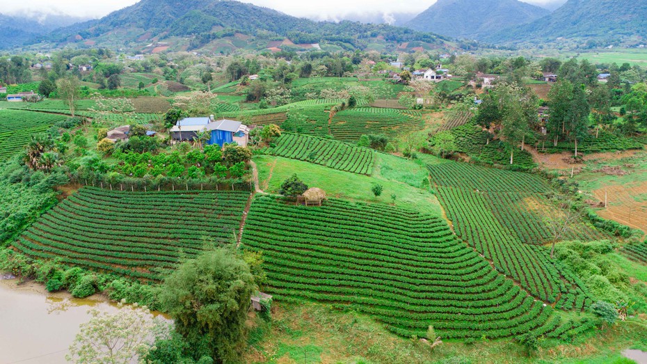 Đem “văn hoá trà” trở thành biểu tượng du lịch Thái Nguyên