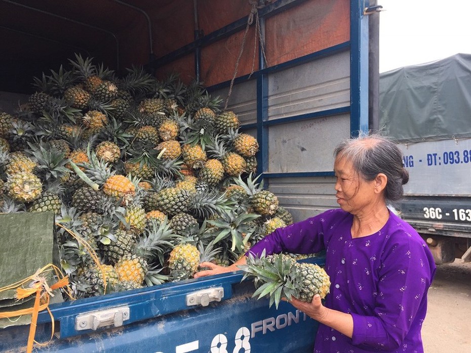 Nông dân xứ Thanh bỏ túi 150 triệu/ha dứa chín