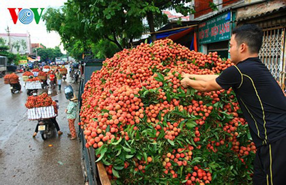 Vải thiều Bắc Giang thắng lớn, sang Nga phục vụ World Cup