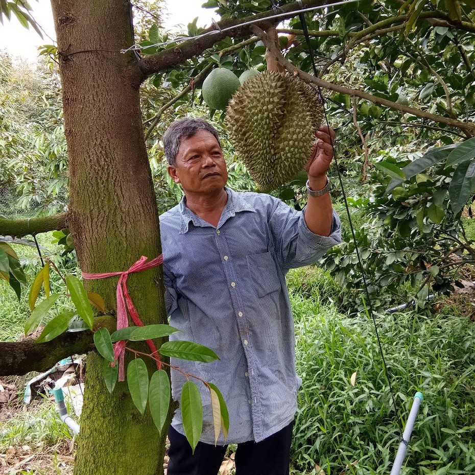 Thực hư vụ “giải cứu” sầu riêng ở Tiền Giang