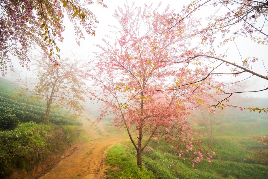 Ngắm mai anh đào khoe sắc trên đồi chè Sapa vừa bị đóng cửa