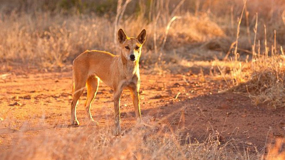 Hé lộ rùng mình về thủ phạm liên quan đến trẻ em mất tích tại một hòn đảo ở Australia