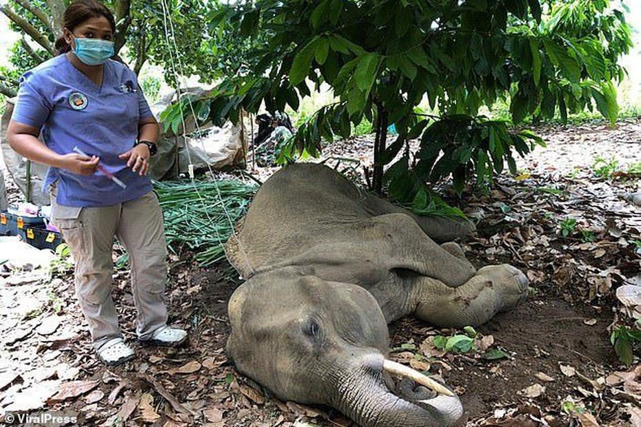 Bắt giữ người đàn ông có liên quan đến cái chết của voi mẹ đang mang thai