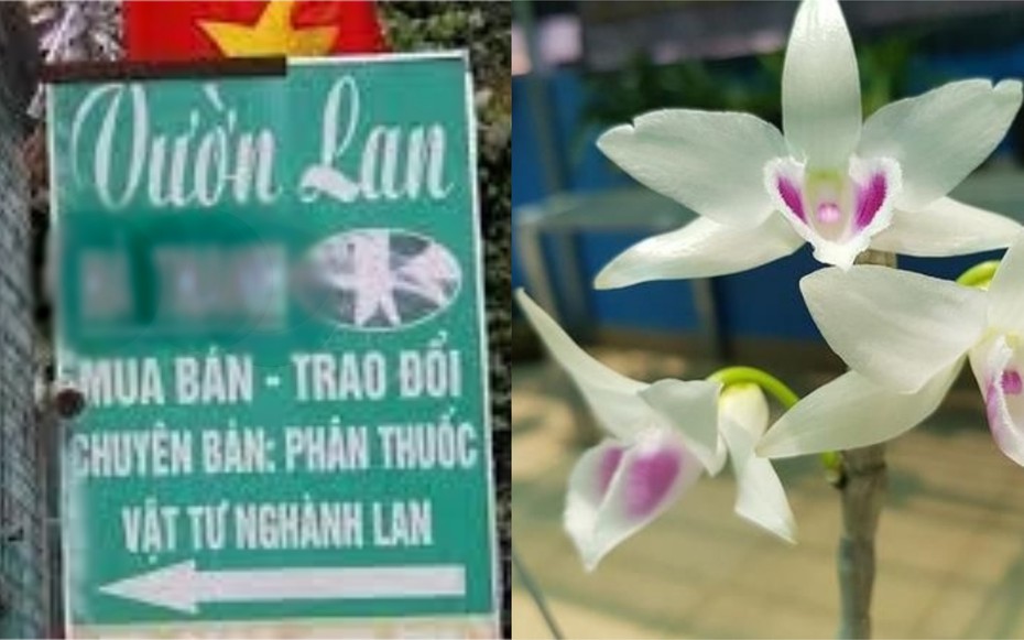 Thông tin bất ngờ vụ chủ vườn lan đột biến "ôm" 200 tỷ đồng bỏ trốn