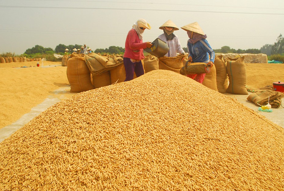 Thị trường nông sản: Chuyện giá lúa tăng, giá gạo giảm và dự báo