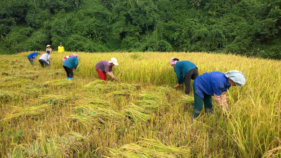 Thị trường nông sản tuần qua: Giá gạo tăng nhẹ, giá cà phê giảm