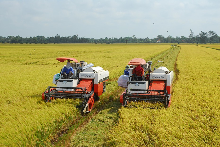 Thị trường nông sản tuần qua: Giá lúa gạo biến động nhẹ, cà phê tăng trưởng ngoạn mục