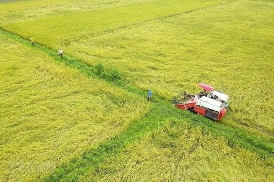 Thị trường nông sản tuần qua: Giá lúa ổn định, cà phê tiếp tục tăng