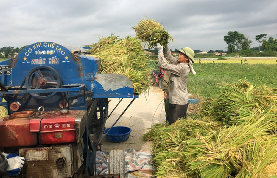 Giá nông sản tuần qua: Giá lúa, cà phê tiếp tục ổn định