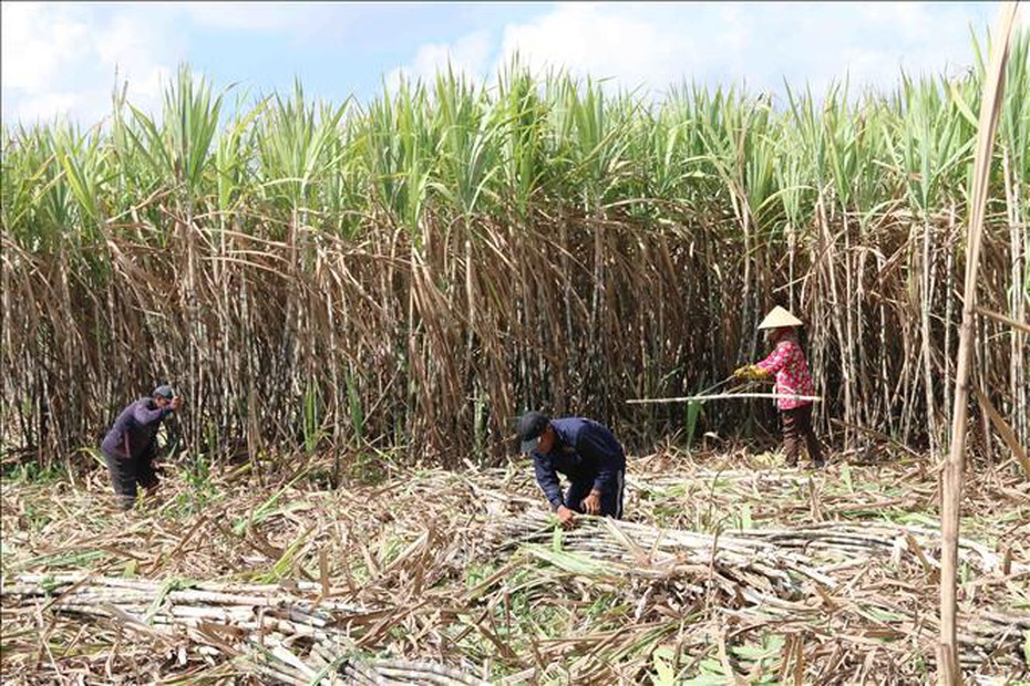 Đắk Lắk: Người trồng phấn khởi khi giá mía đầu vụ tăng cao