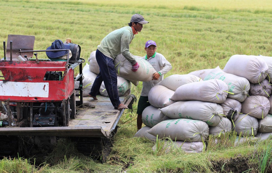 Thị trường nông sản tuần qua: Giá lúa ổn định, cà phê giảm nhẹ