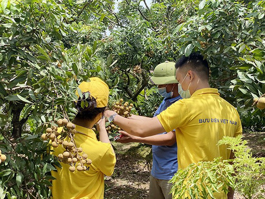 Tăng cường giải pháp hỗ trợ hợp tác xã ứng dụng thương mại điện tử