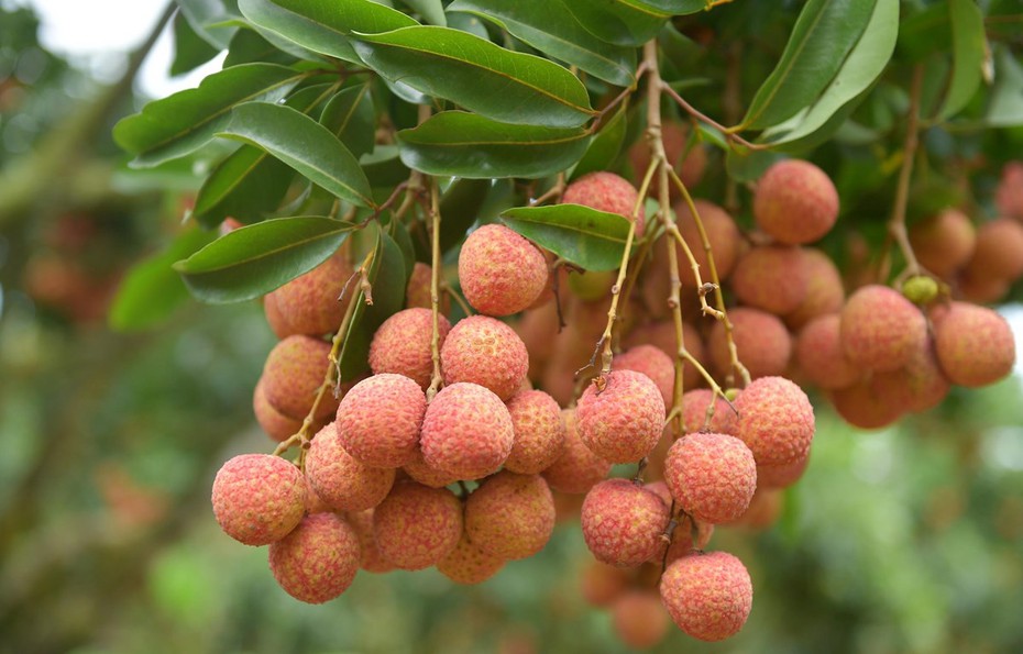 Vải thiều Việt Nam có giá 600.000 đồng/kg tại Australia