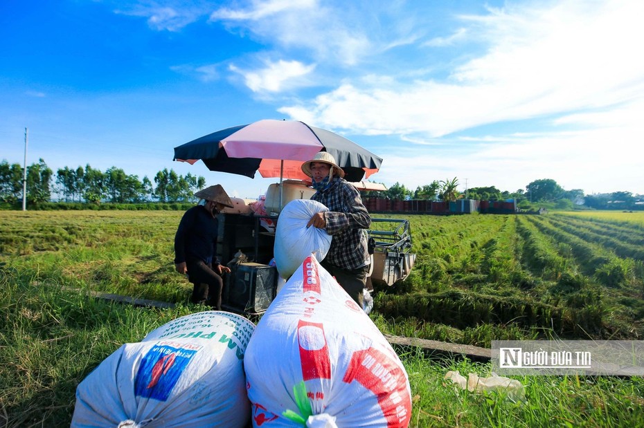 Thị trường nông sản tuần qua: Giá lúa đi ngang, cà phê giảm