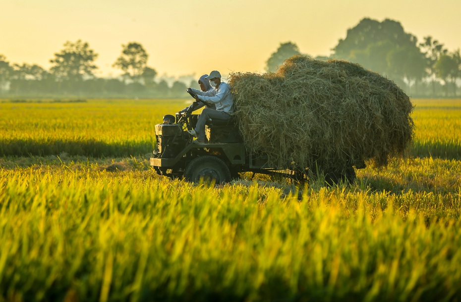 Thị trường nông sản: Giá gạo, cà phê cùng giảm