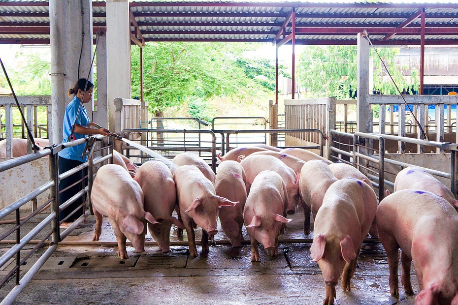 Giá lợn hơi xuống thấp, người chăn nuôi “gồng lỗ”