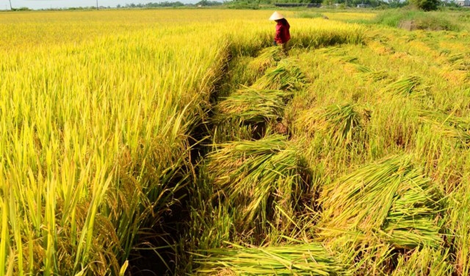 Thị trường nông sản: Giá lúa gạo, cà phê tăng cao