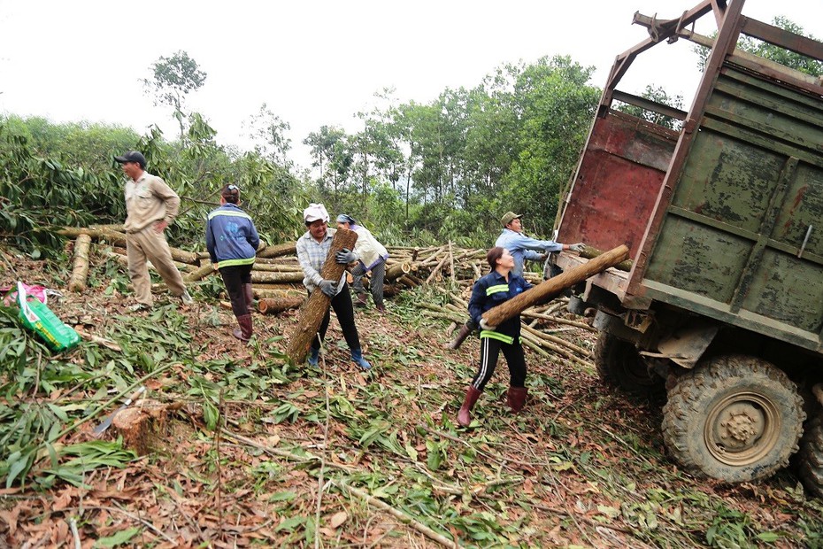 Thanh Hóa phát triển vùng nguyên liệu gỗ hơn 20.000ha tại 4 huyện