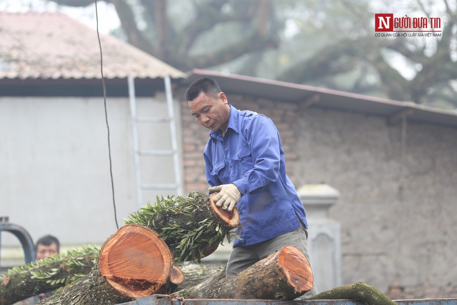 Hà Nội: Hết thời gian đặt cọc, chưa thấy ai tham gia đấu giá 2 cây sưa trăm tỷ