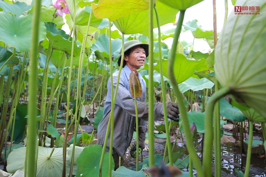 Người dân đầm mình trong bùn thu hoạch sen tại vựa sen lớn nhất miền Bắc