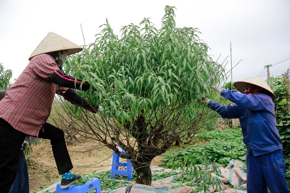 Đào Nhật Tân thay "áo mới" chuẩn bị đón Tết Tân Sửu