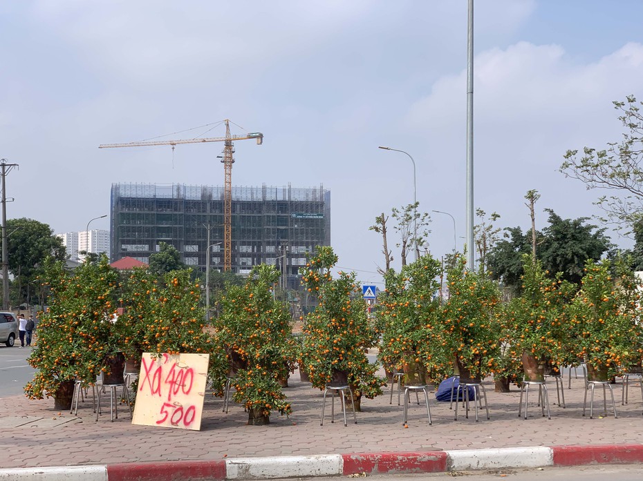 Quất, đào "sale kịch sàn" vẫn vắng bóng người mua