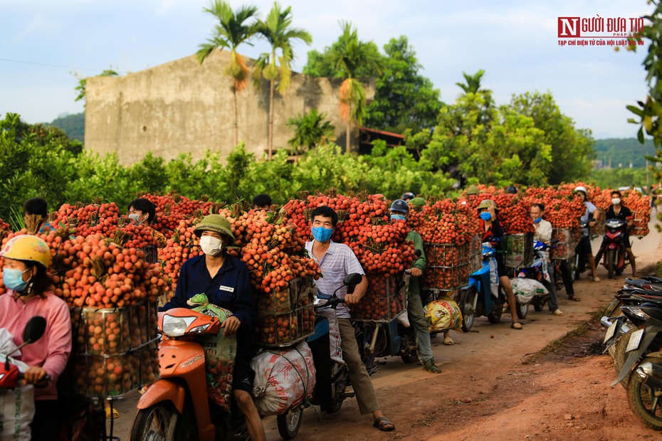 Sắc đỏ vải thiều rợp trời Bắc Giang