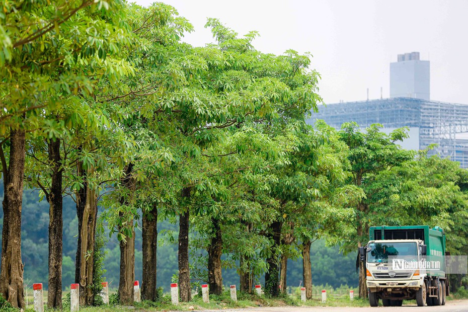 Hàng hoa sữa sau 3 năm đưa lên trồng tại bãi rác Nam Sơn