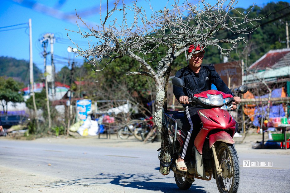 Người Mông nhộn nhịp chở đào đi bán