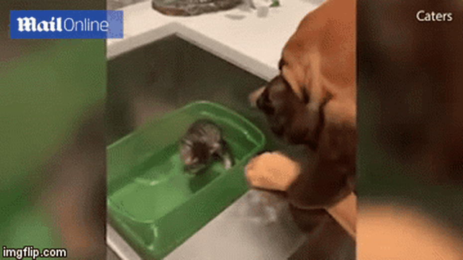 Thế giới động vật: Chú chó Labrador dùng súng bắn chủ nhân nhập viện!