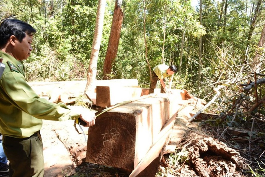 Phú Yên: Lâm tặc bỏ lại gỗ quý tháo chạy thoát thân