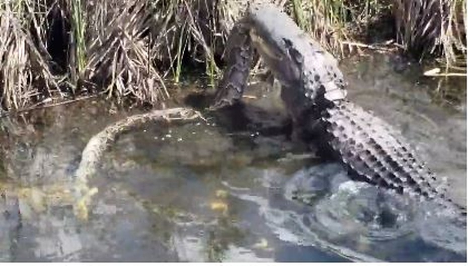 Video: Trăn khủng bất lực dưới hàm cá sấu sông Nile