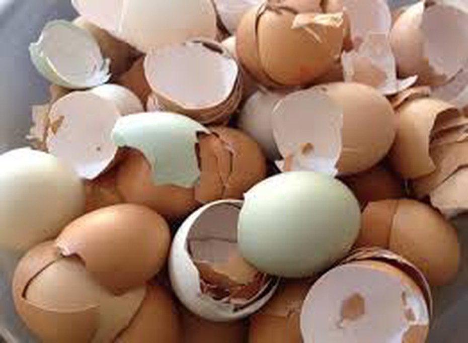 Công dụng tuyệt vời của vỏ trứng mà nhiều gia đình không biết