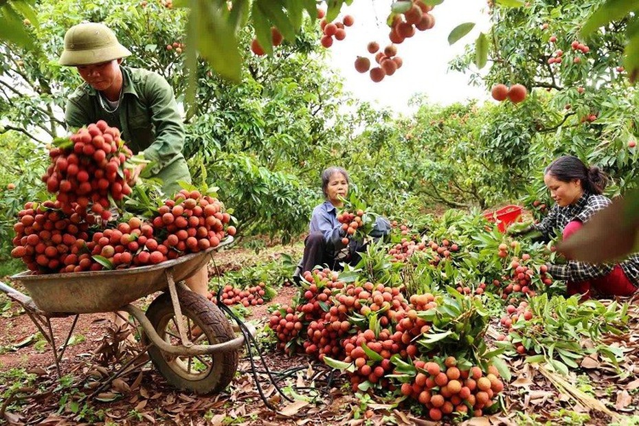 Vải thiều chuẩn bị lên "sàn"