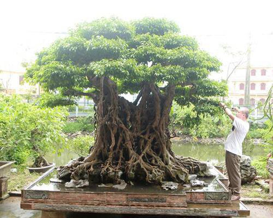 Cây sanh cổ trị giá 100 cây vàng, báu vật để đời hay đại gia thổi giá?