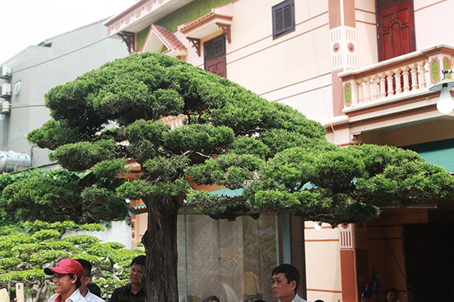 Chiêm ngưỡng cây duyên tùng 300 năm tuổi, giá “ăn đứt” ngôi nhà biệt thự