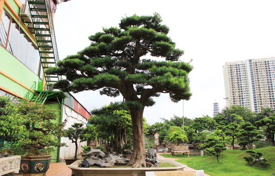 Tận mắt ngắm cây cảnh, khiến "tay chơi" bán nhà trên phố để mua cây