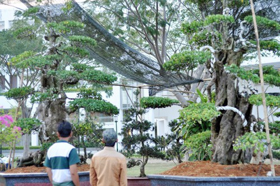 Cận cảnh hai cây khế “đầu voi đuôi chuột” được chủ nhân ra giá 7 tỷ