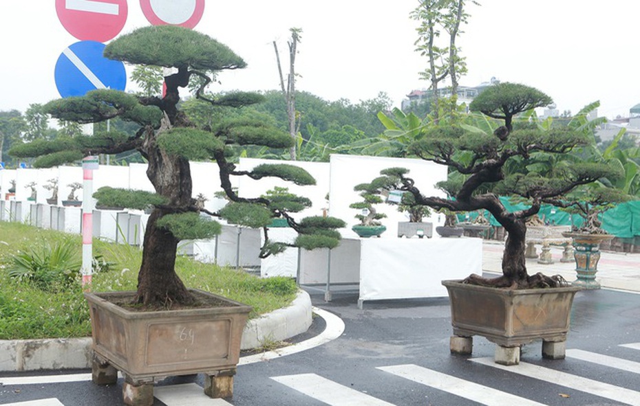 Ngắm “vua phi lao” bonsai miền Bắc giá 1,5 tỷ chủ nhân chưa quyết bán