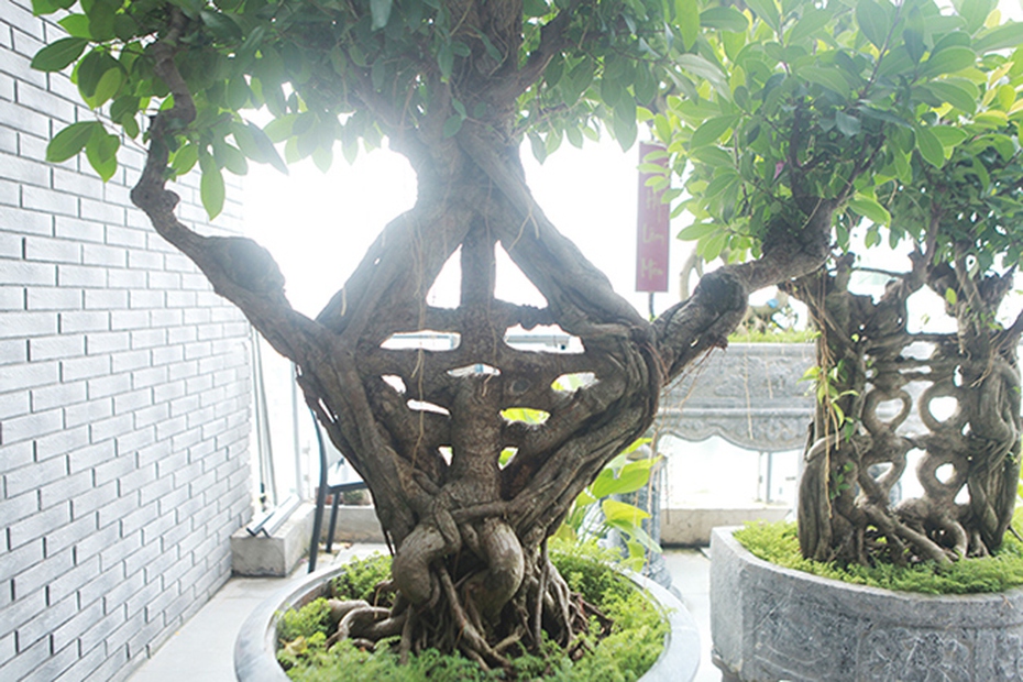 Mãn nhãn bộ sưu tập cây si bonsai "Song hỷ, Ngũ phúc"