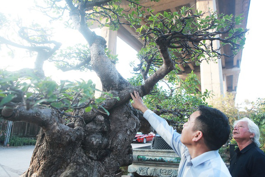 Ngắm cây lộc vừng chưa hoàn thiện tay cành mà vẫn hút đại gia hỏi mua