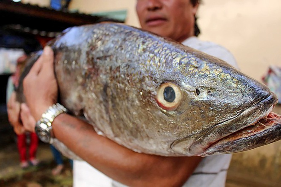 Chiêm ngưỡng con cá lạ nặng 18kg, nghi cá sủ vàng quý hiếm